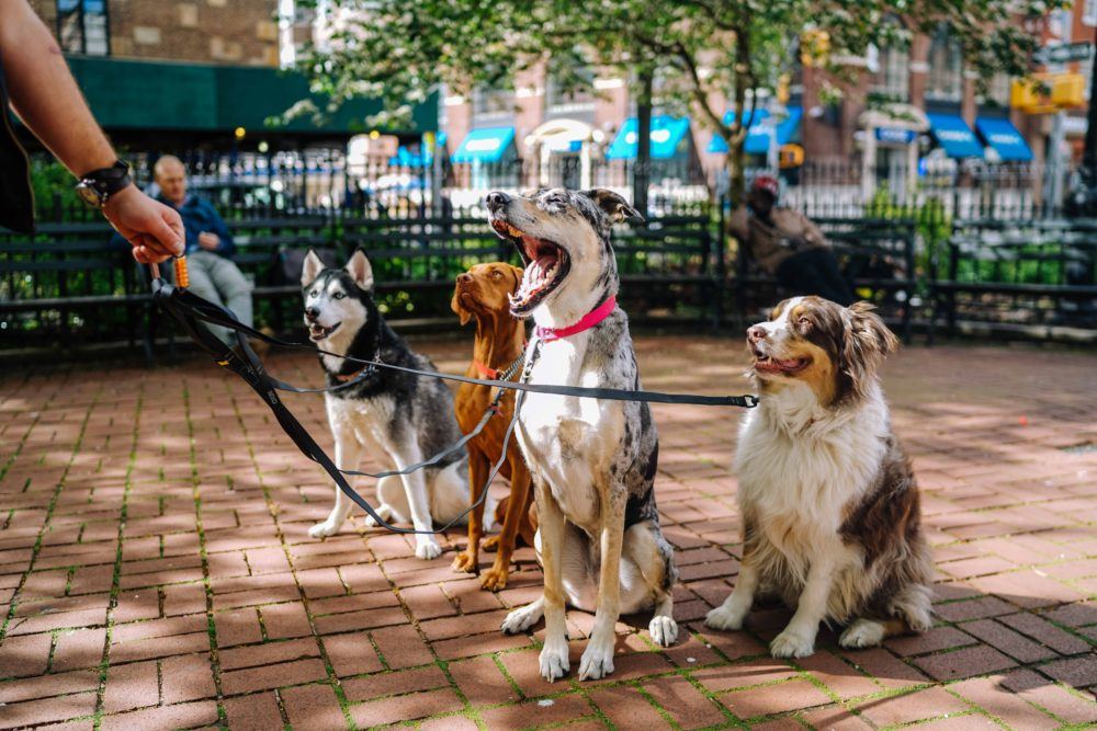 quatro cachorros, segurados pela mesma coleira